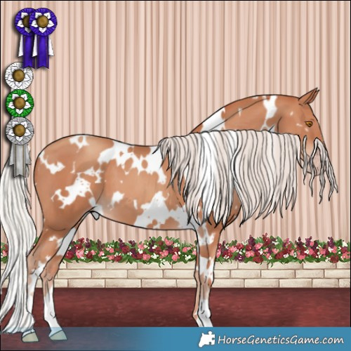 Horse Color:White Spotted Silver Classic Champagne 