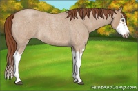 Horse Color:Red Dun Roan Splash Frame Rabicano 