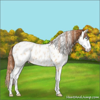 Horse Color:Buckskin Ice Pearl Dun Sabino Appaloosa 