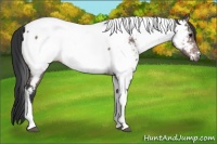 Horse Color:Platinum Bay Tobiano Appaloosa 