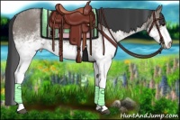 Horse Color:White Spotted Grullo 