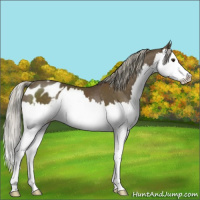 Horse Color:Chocolate Palomino Splash Appaloosa