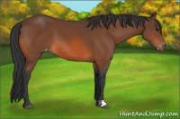 Horse Color:Bay Appaloosa 