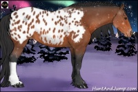 Horse Color:Bay Appaloosa 