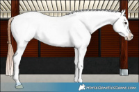 Horse Color:Grullo Roan Appaloosa 