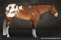 Horse Color:White Spotted Buckskin Sabino Blanket 