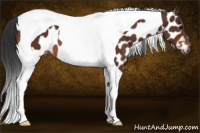 Horse Color:Brown Tobiano Near Leopard 