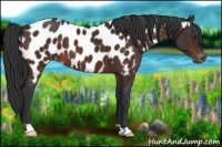 Horse Color:Brown Appaloosa