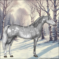 Horse Color:White Spotted Silver Grullo Chinchilla 