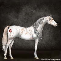 Horse Color:Gold Champagne Frame Appaloosa  and Gold Champagne Splash Frame Appaloosa 