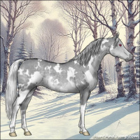 Horse Color:White Spotted Silver Grullo Chinchilla 