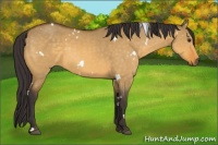 Horse Color:White Spotted Buckskin Dun 