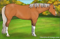Horse Color:Silver Buckskin 