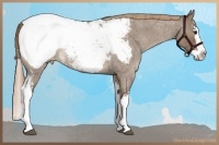 Horse Color:White Spotted Liver Red Dun Roan Splash Appaloosa 