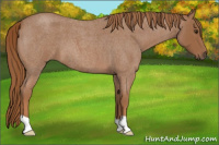 Horse Color:Red Roan 