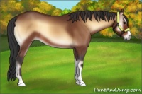 Horse Color:Bay Onyx 