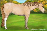 Horse Color:Bay Pearl 