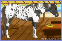 Horse Color:White Spotted Smoky Black Appaloosa 