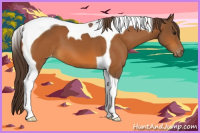 Horse Color:Buckskin Tobiano Appaloosa 