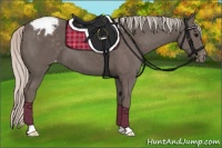 Horse Color:Silver Black Appaloosa 