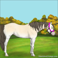 Horse Color:Amber Cream Champagne Roan Onyx 
