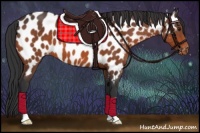 Horse Color:Bay Appaloosa