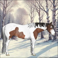 Horse Color:Brown Sabino Tobiano Rabicano 