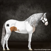 Horse Color:Buckskin Splash Tobiano 