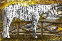 Horse Color:Black  and Black Appaloosa 
