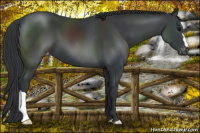 Horse Color:Black Appaloosa