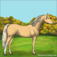 Horse Color:Palomino