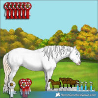 Horse Color:Perlino Appaloosa