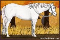 Horse Color:Perlino Roan 