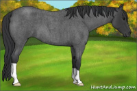 Horse Color:Blue Roan 