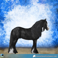 Horse Color:Black Ice Sabino