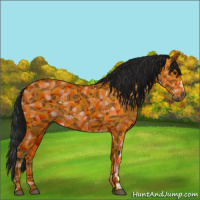 Horse Color:Unknown 