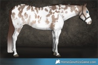 Horse Color:White Spotted Brown Dun Sabino Splash Appaloosa 