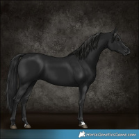 Horse Color:Gray Black 