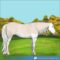 Horse Color:Cremello Dun Splash 