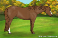 Horse Color:Gray Chestnut 
