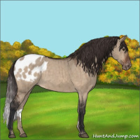 Horse Color:Brown Roan Dun Appaloosa Brindle 