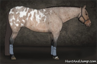 Horse Color:Brown Roan Dun Appaloosa 