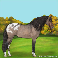 Horse Color:Brown Roan Dun Appaloosa Brindle 