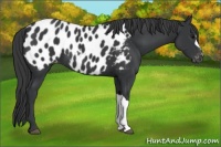 Horse Color:Black Appaloosa