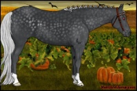 Horse Color:Silver Black Chinchilla 