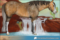 Horse Color:Buckskin Ice Splash  and Buckskin Splash 