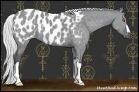 Horse Color:Silver Grullo Chinchilla Near Leopard 