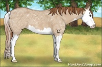 Horse Color:Red Dun Ice Splash