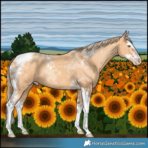 Horse Color:Gold Champagne Splash Tobiano 