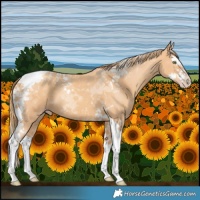 Horse Color:Gold Champagne Splash Tobiano